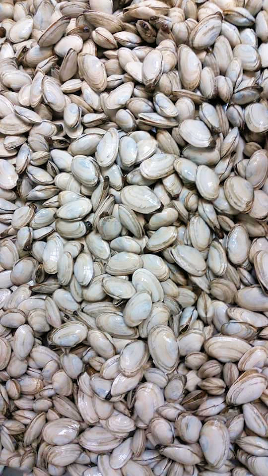 Steamers, Little Necks, Muscles